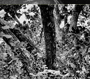 Tree of Life - Photo Enhancement